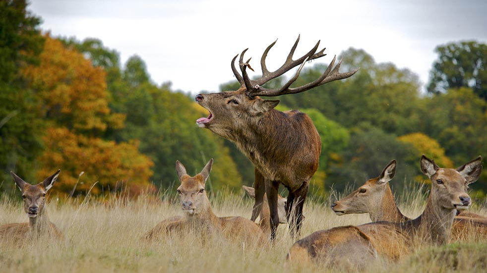 10 easy ways to boost your mood this autumn deer rutting